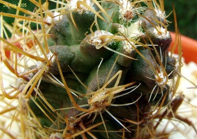 Austrocactus _philippii _06